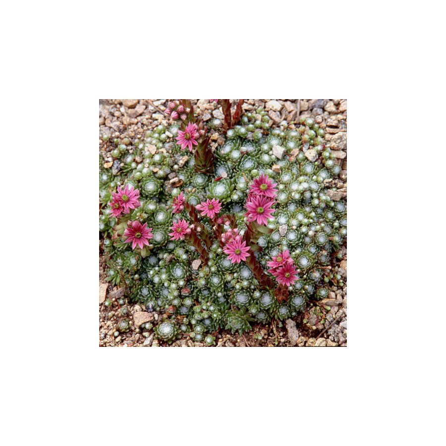 Plantes Vivaces SEMPERVIVUM arachnoideum - Joubarbe à toile d'araignée en vente - Pépinière Lepage .