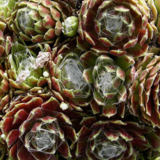 Plantes Vivaces SEMPERVIVUM arachnoideum - Joubarbe à toile d'araignée en vente - Pépinière Lepage .
