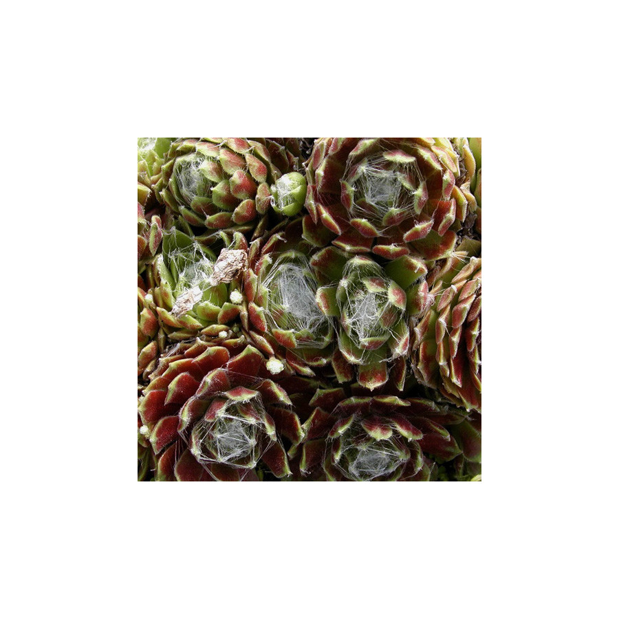 Plantes Vivaces SEMPERVIVUM arachnoideum - Joubarbe à toile d'araignée en vente - Pépinière Lepage .