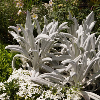 plantes-vivaces-senecio-niveoaureus-donkey-s-ears-senecon-en-vente-pepiniere-lepage-