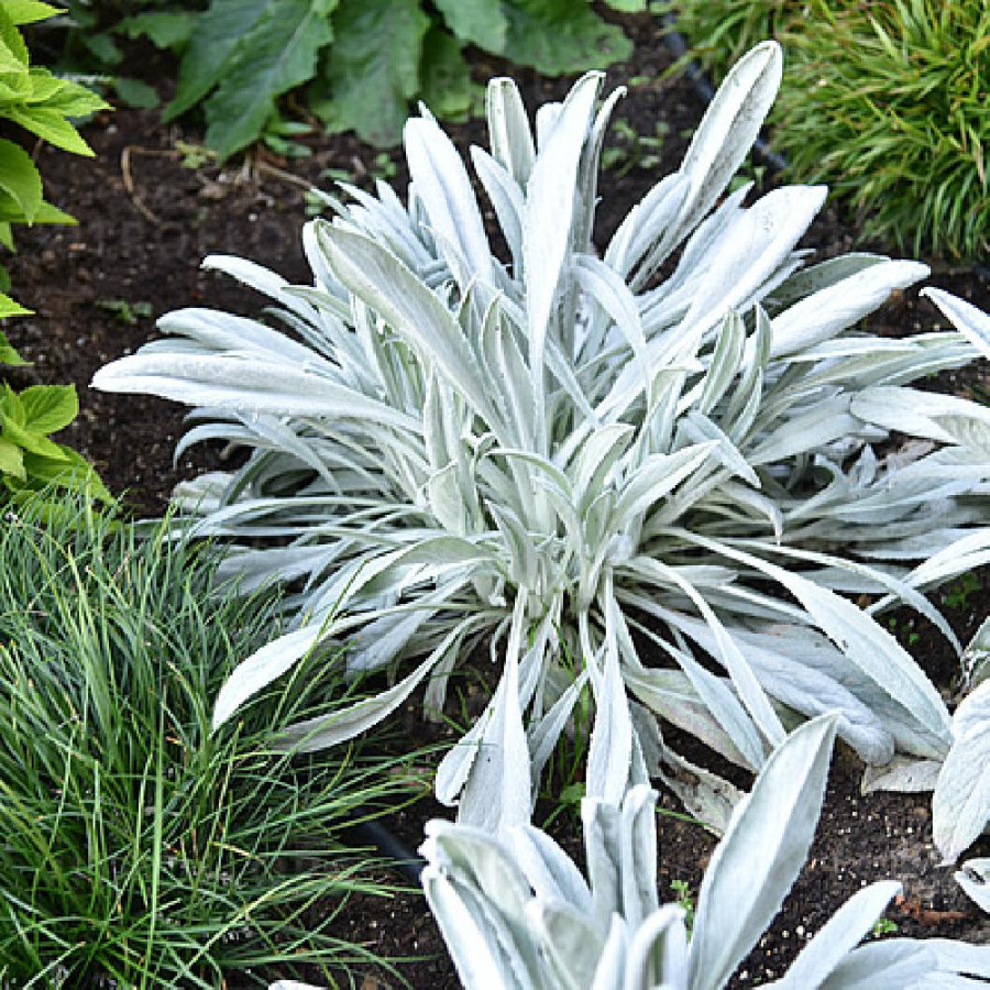 Plantes Vivaces SENECIO niveoaureus 'Donkey's Ears' - Séneçon en vente - Pépinière Lepage .