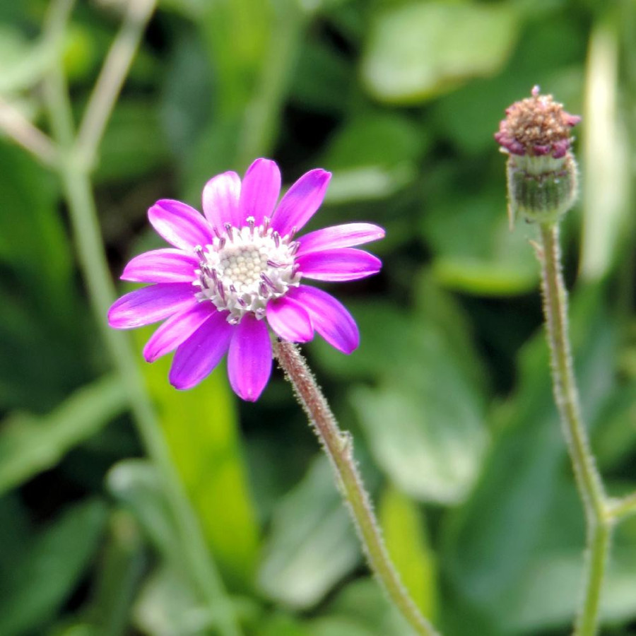 Plantes Vivaces SENECIO polyodon - Séneçon rose en vente - Pépinière Lepage .