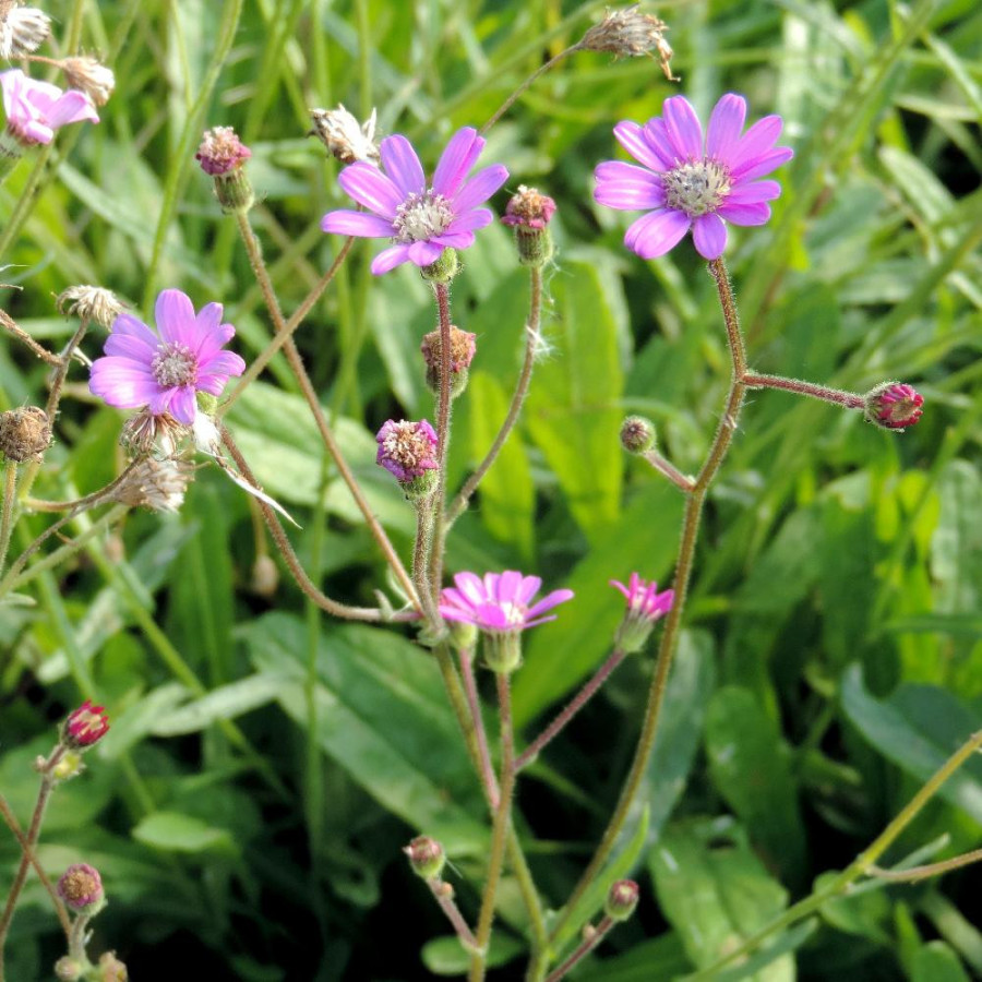 Plantes Vivaces SENECIO polyodon - Séneçon rose en vente - Pépinière Lepage .