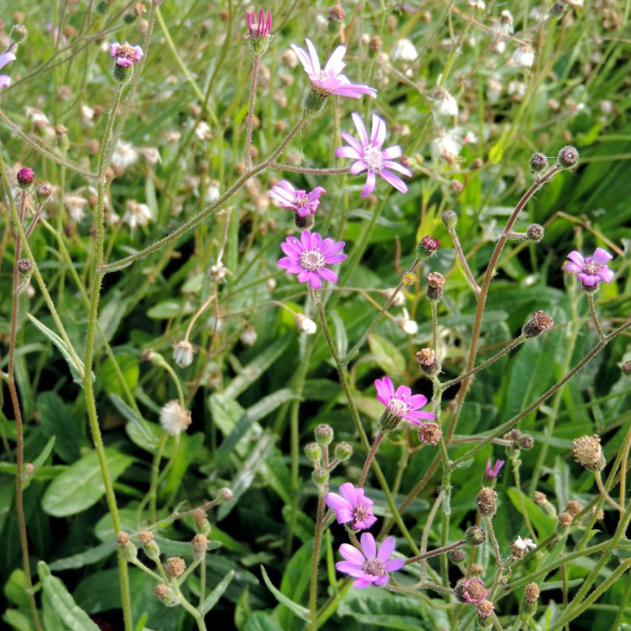 Plantes Vivaces SENECIO polyodon - Séneçon rose en vente - Pépinière Lepage .