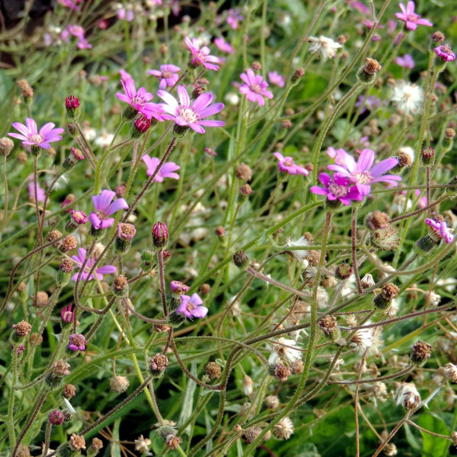 Plantes Vivaces SENECIO polyodon - Séneçon rose en vente - Pépinière Lepage .