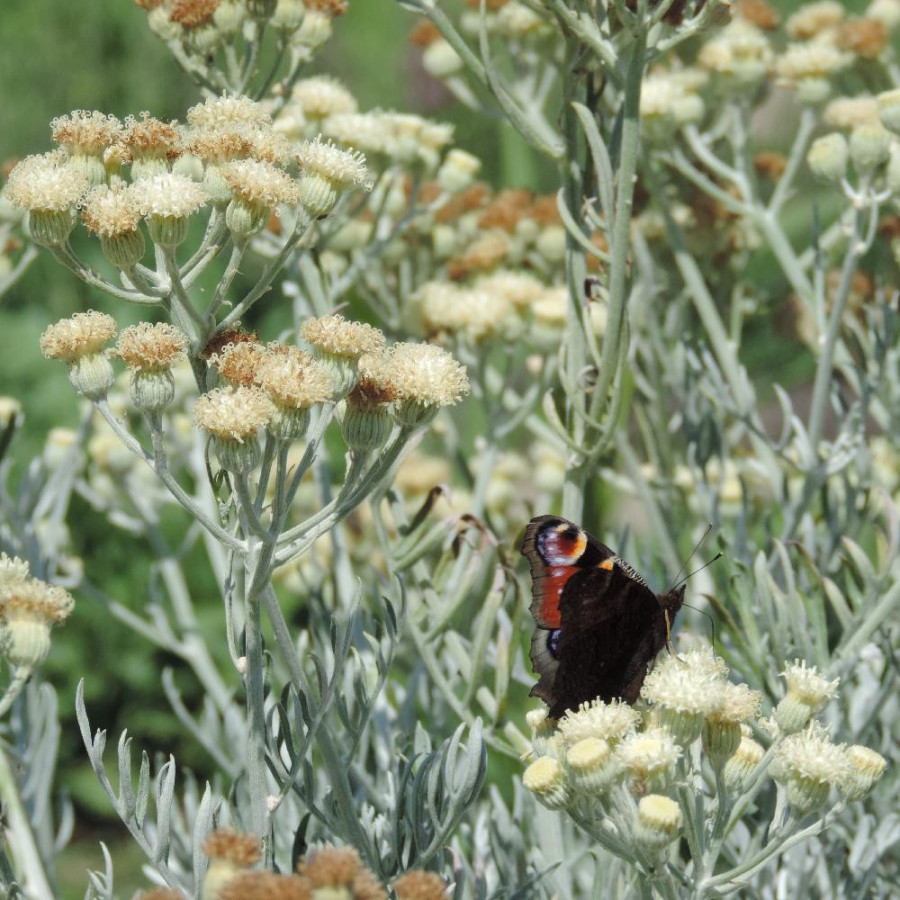 Plantes Vivaces SENECIO viravira en vente - Pépinière Lepage .