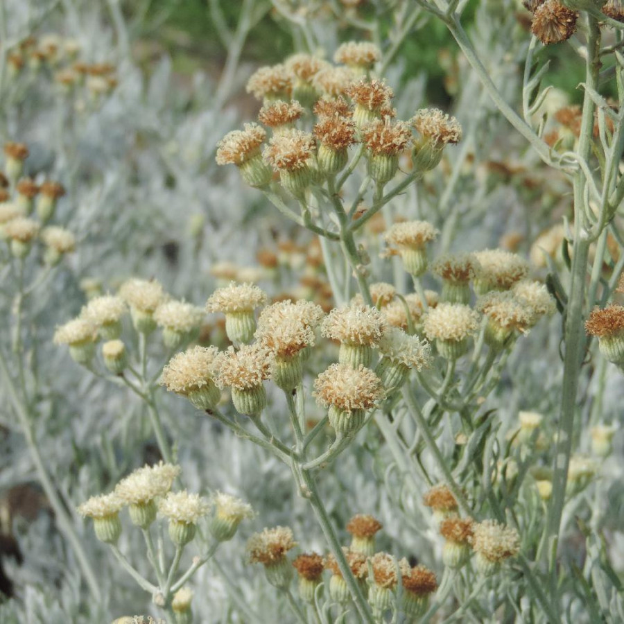 Plantes Vivaces SENECIO viravira en vente - Pépinière Lepage .