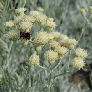 Plantes Vivaces SENECIO viravira en vente - Pépinière Lepage .
