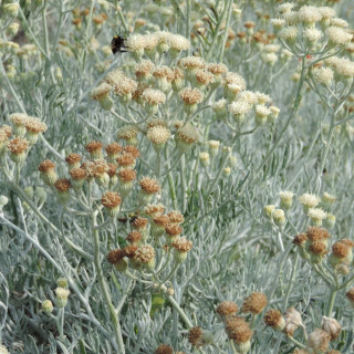 Plantes Vivaces SENECIO viravira en vente - Pépinière Lepage .