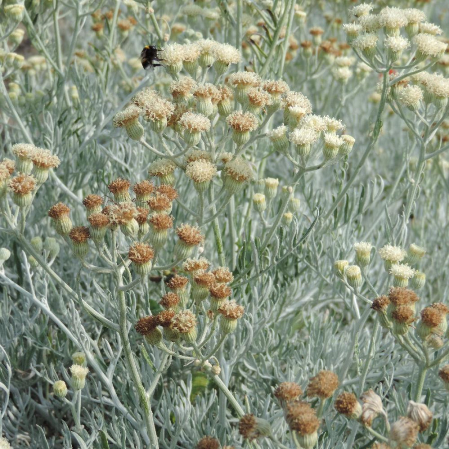 Plantes Vivaces SENECIO viravira en vente - Pépinière Lepage .