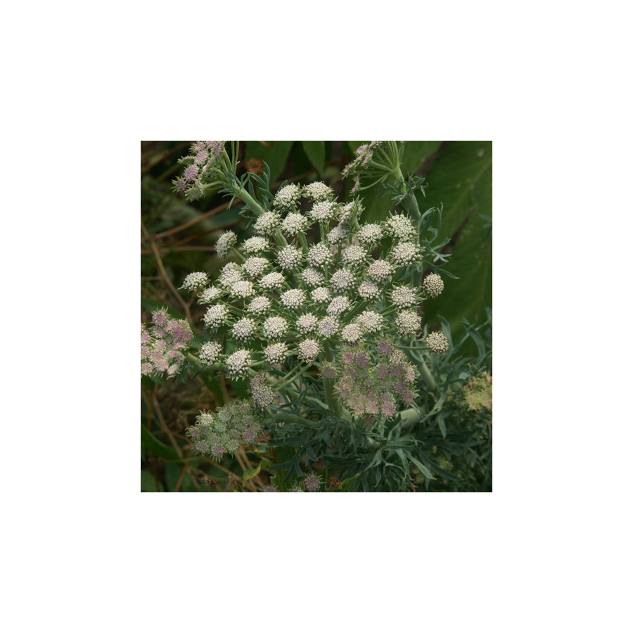 Plantes Vivaces SESELI gummiferum en vente - Pépinière Lepage .