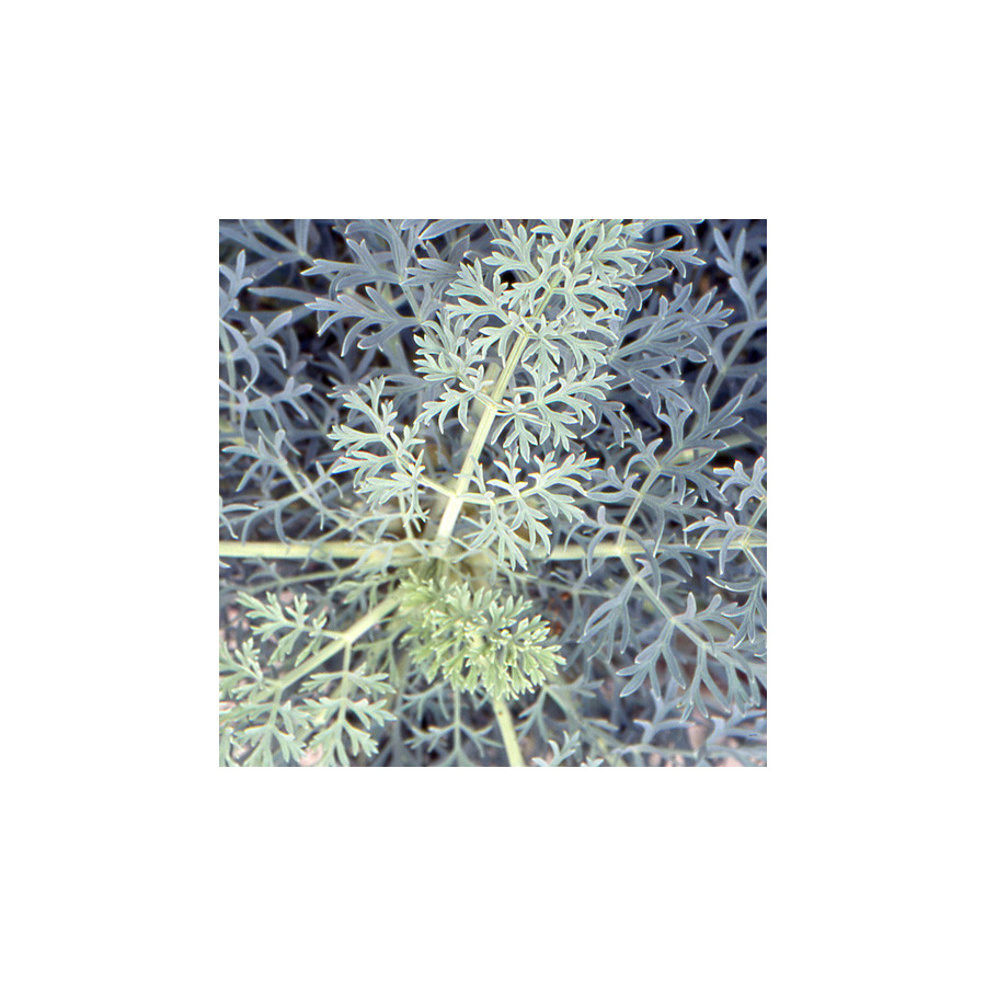 Plantes Vivaces SESELI gummiferum en vente - Pépinière Lepage .