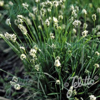 plantes-vivaces-sesleria-albicans-seslerie-en-vente-pepiniere-lepage-