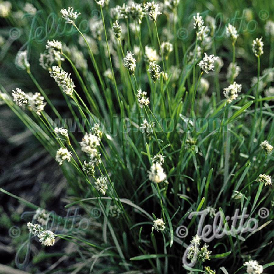 plantes-vivaces-sesleria-albicans-seslerie-en-vente-pepiniere-lepage-