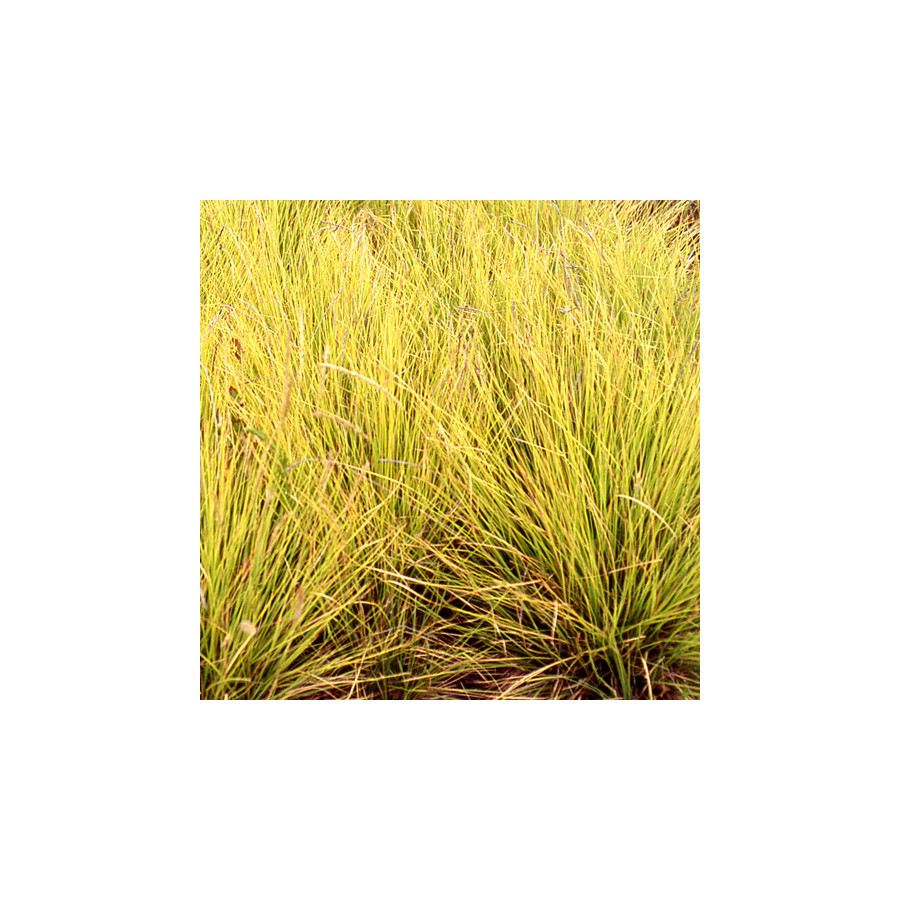 Plantes Vivaces SESLERIA autumnalis - Seslérie en vente - Pépinière Lepage .