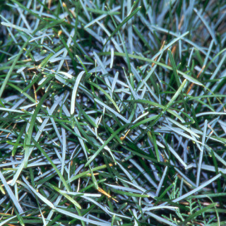 plantes-vivaces-sesleria-caerulea-seslerie-en-vente-pepiniere-lepage-