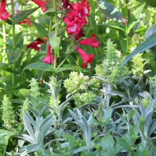 plantes-vivaces-sideritis-syriaca-en-vente-pepiniere-lepage-