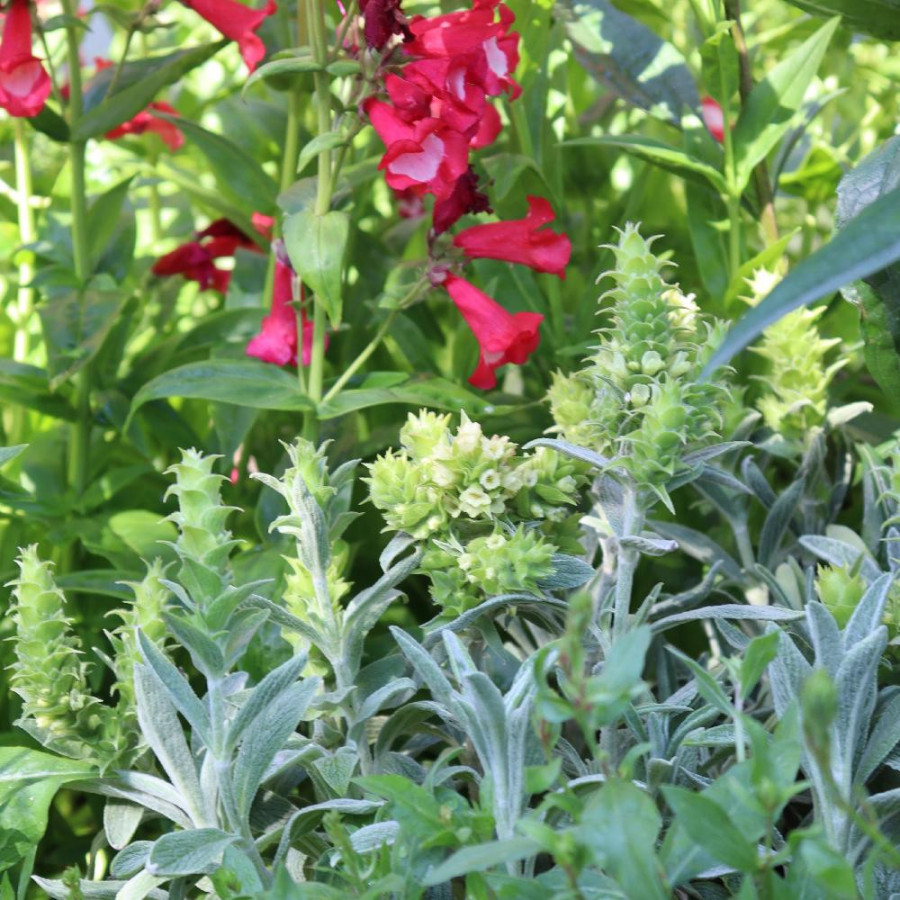 Plantes Vivaces SIDERITIS syriaca en vente - Pépinière Lepage .