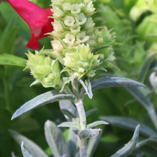 Plantes Vivaces SIDERITIS syriaca en vente - Pépinière Lepage .