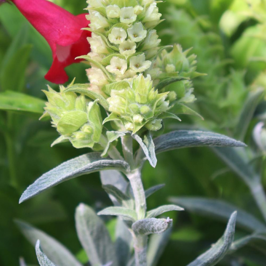 Plantes Vivaces SIDERITIS syriaca en vente - Pépinière Lepage .