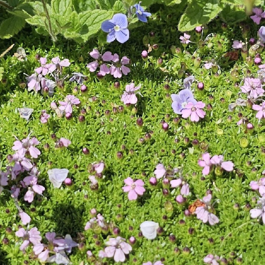 Plantes Vivaces SILENE acaulis - Silène acaule en vente - Pépinière Lepage .