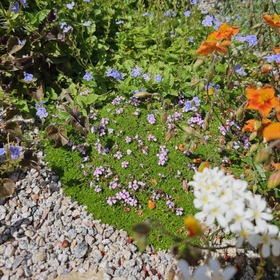 Plantes Vivaces SILENE acaulis - Silène acaule en vente - Pépinière Lepage .