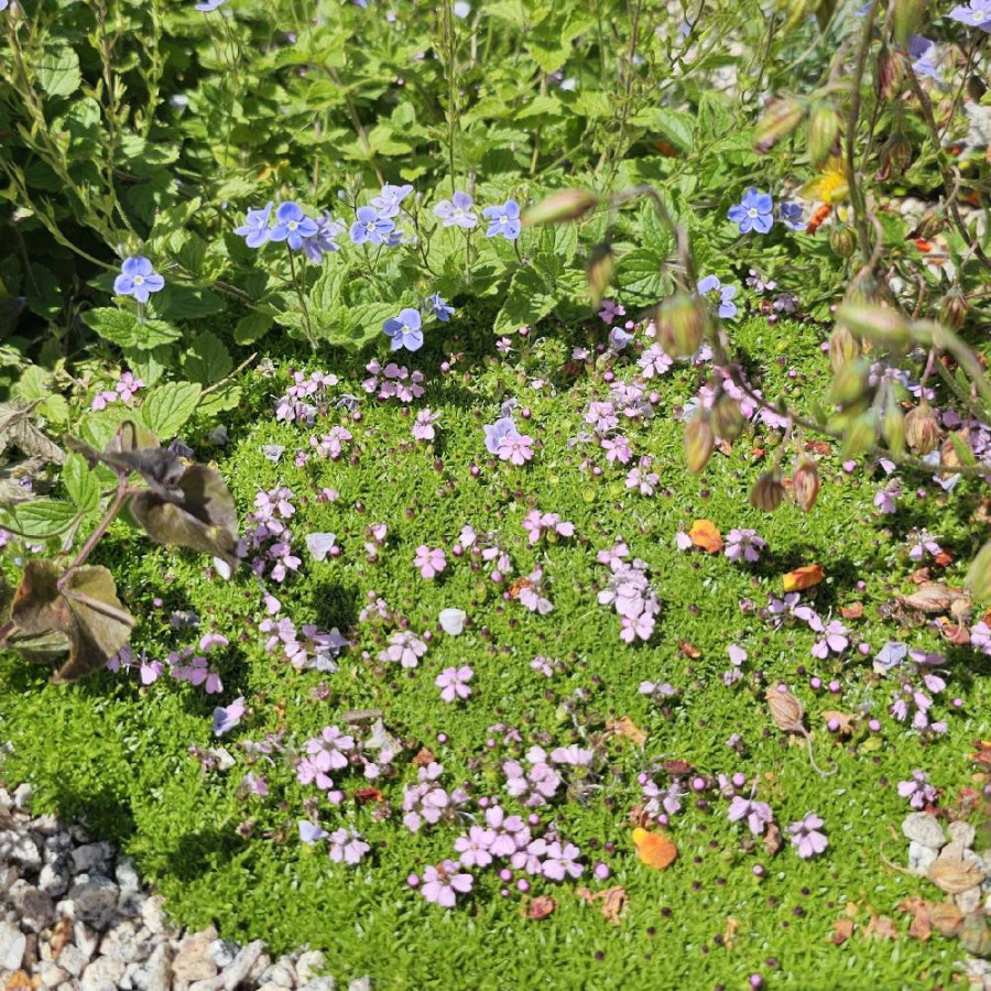 Plantes Vivaces SILENE acaulis - Silène acaule en vente - Pépinière Lepage .
