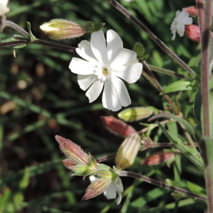 SILENE latifolia subsp. alba
