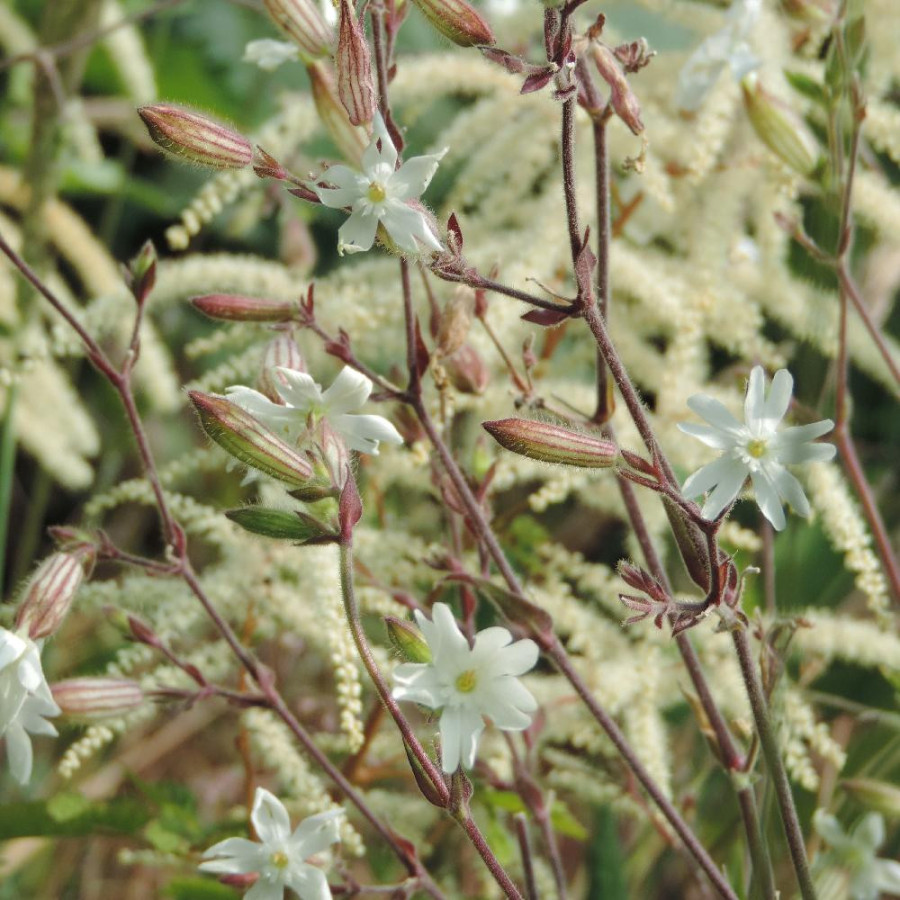 SILENE latifolia subsp. alba
