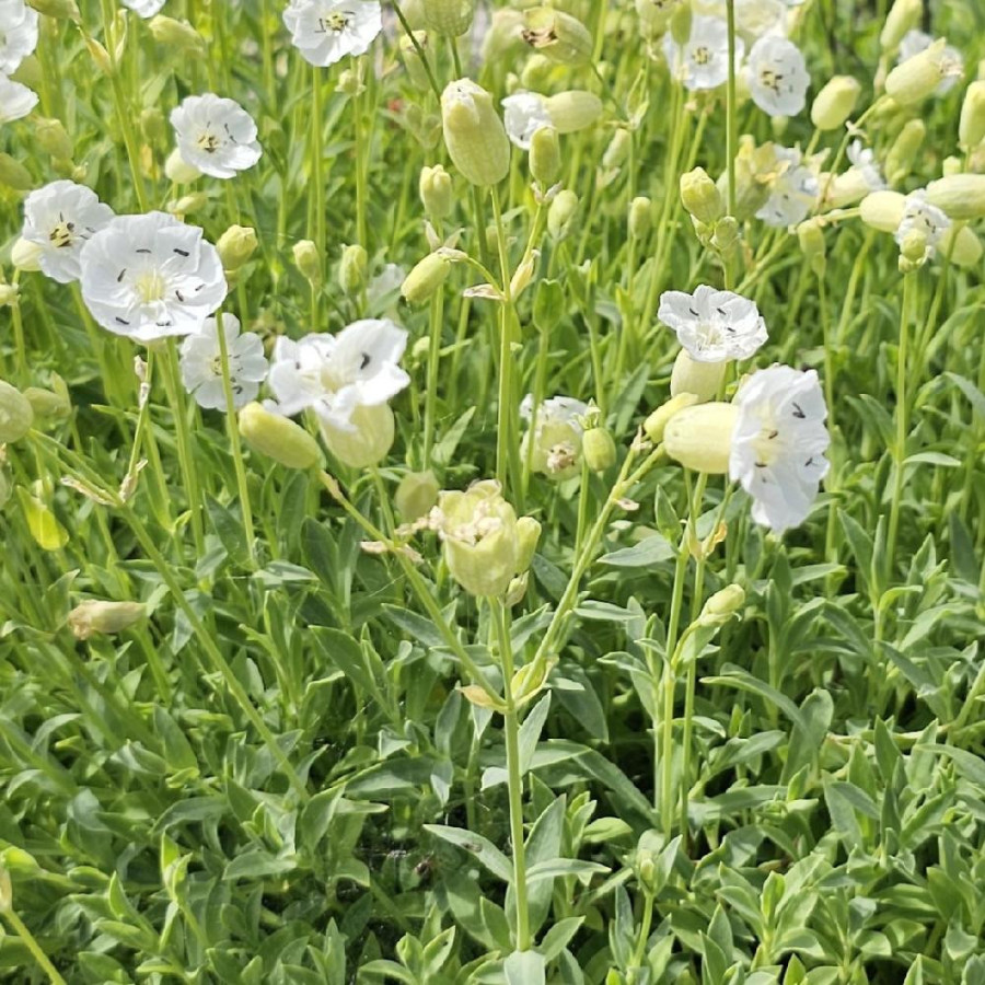 Plantes Vivaces SILENE maritima - Silène en vente - Pépinière Lepage .