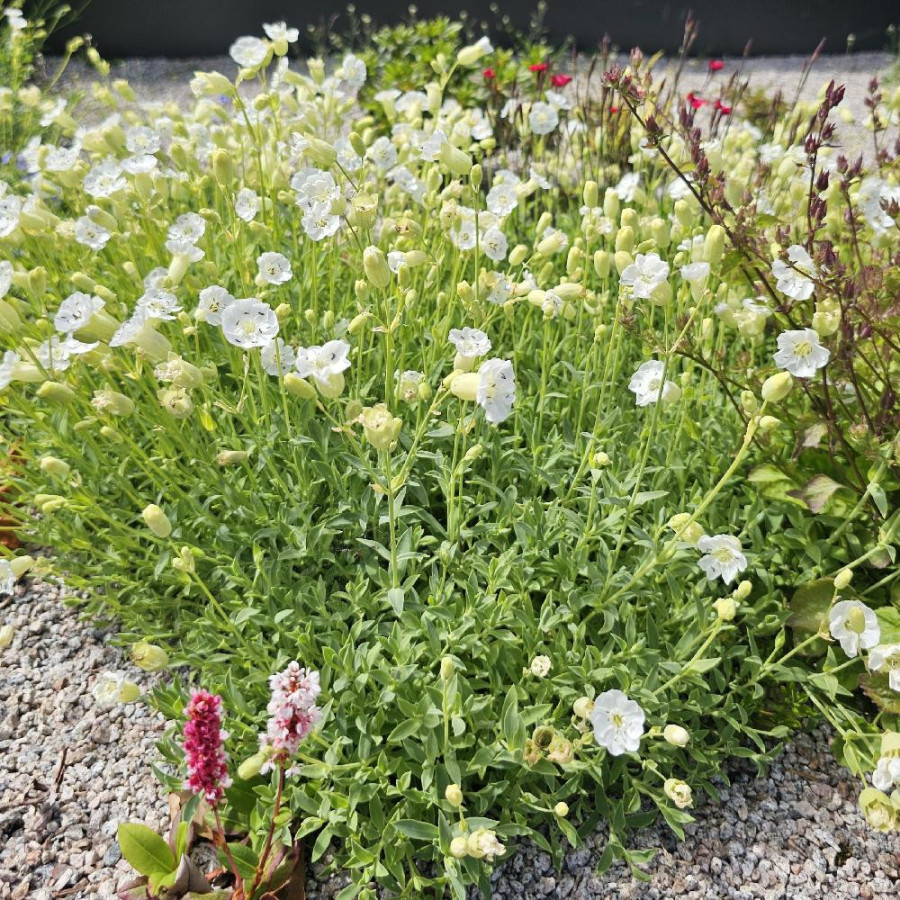 Plantes Vivaces SILENE maritima - Silène en vente - Pépinière Lepage .