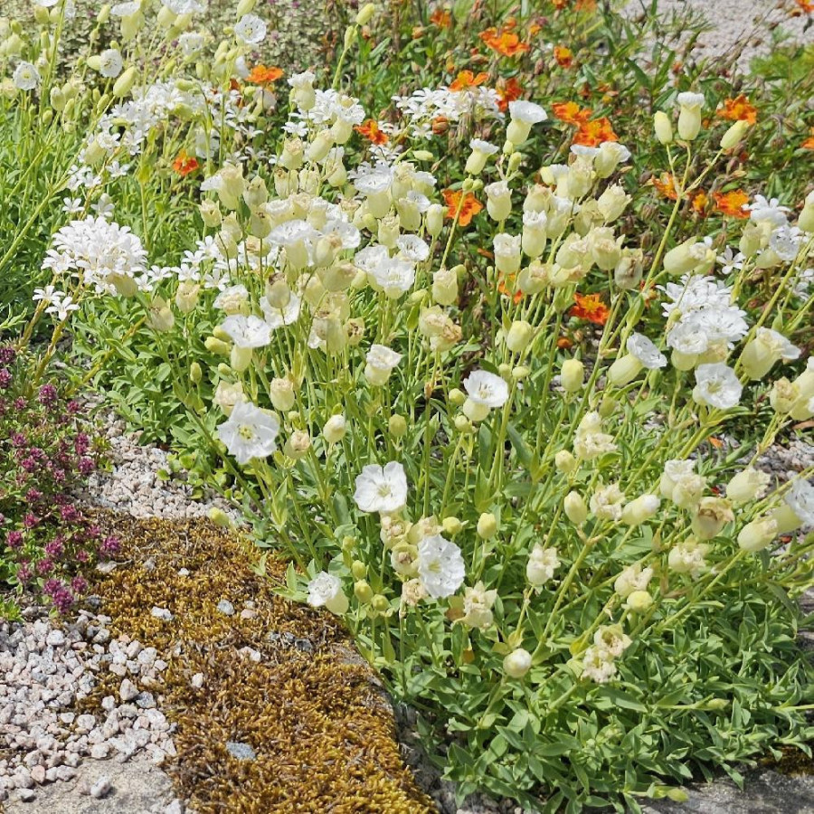Plantes Vivaces SILENE maritima - Silène en vente - Pépinière Lepage .