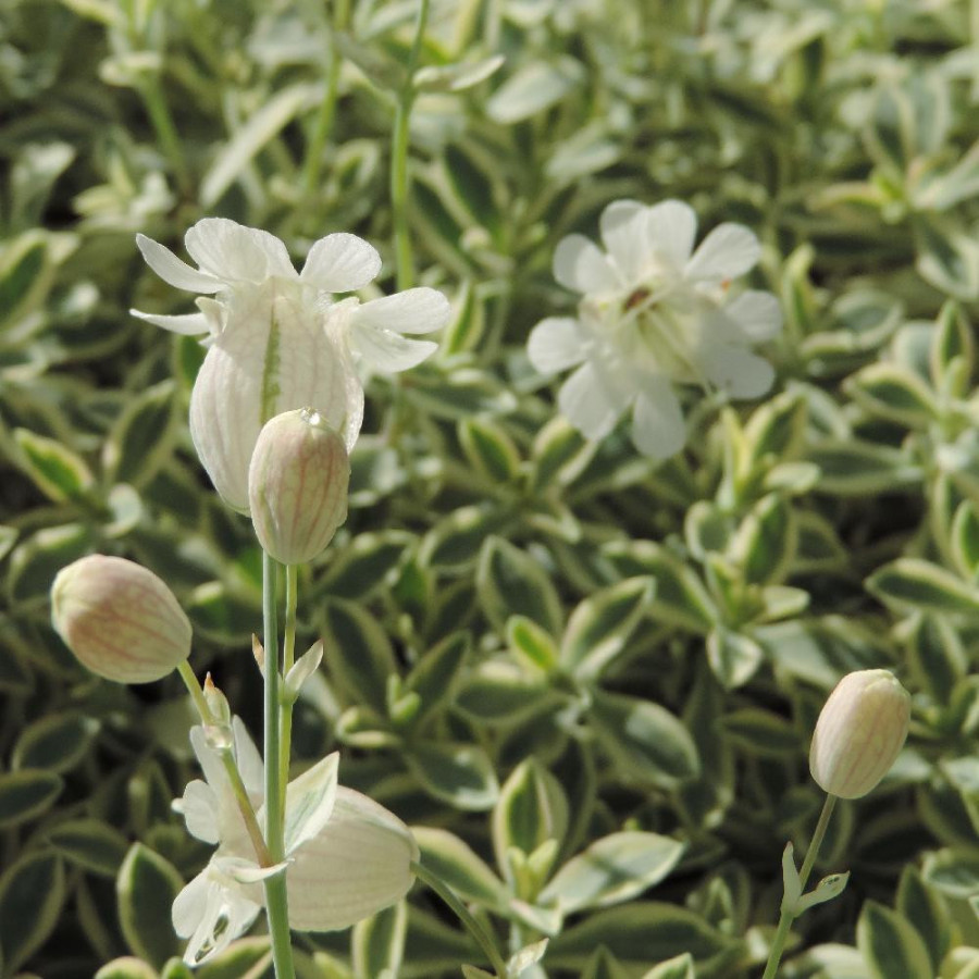 Plantes Vivaces SILENE maritima 'Druett's Variegated' - Silène en vente - Pépinière Lepage .