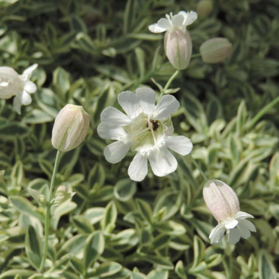 Plantes Vivaces SILENE maritima 'Druett's Variegated' - Silène en vente - Pépinière Lepage .