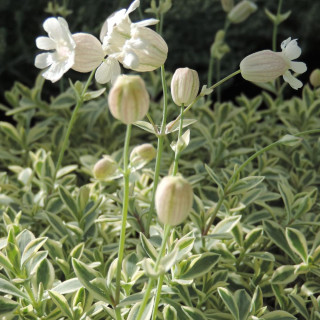 Plantes Vivaces SILENE maritima 'Druett's Variegated' - Silène en vente - Pépinière Lepage .