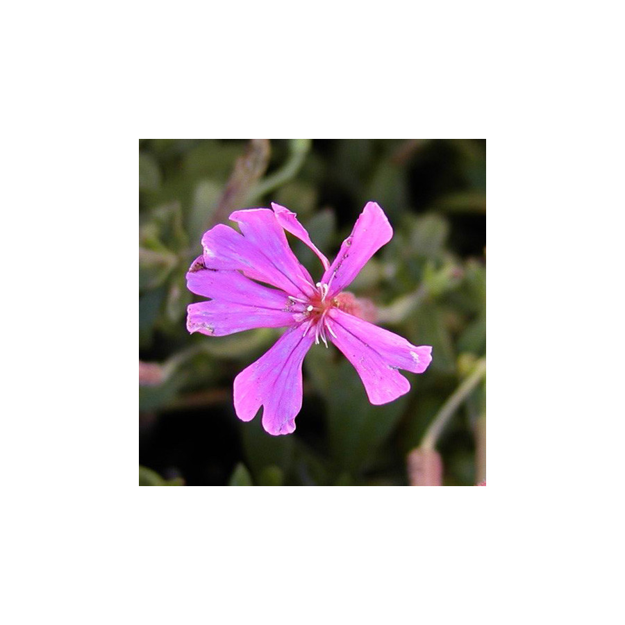 Plantes Vivaces SILENE schafta - Silène en vente - Silène du Caucase en vente - Pépinière Lepage .