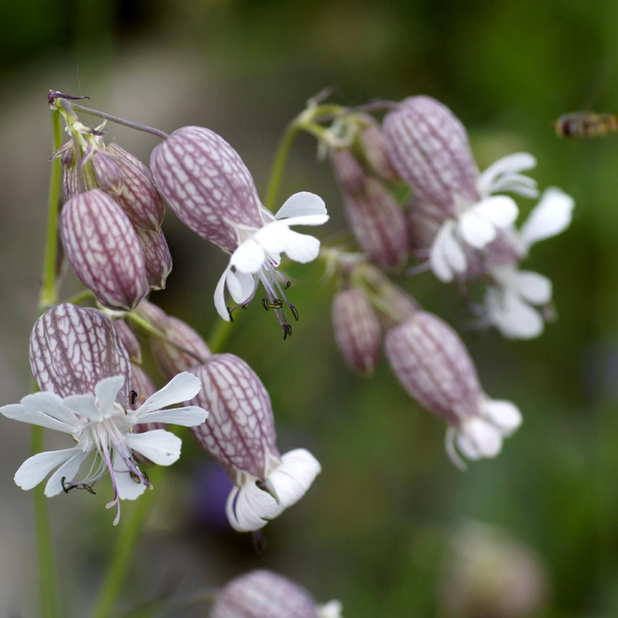 Plantes Vivaces SILENE vulgaris - Silène en vente - Silène commun en vente - Pépinière Lepage .
