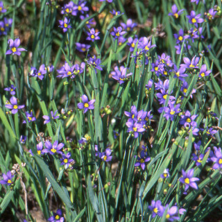 plantes-vivaces-sisyrinchium-idahoense-bermudienne-en-vente-herbe-aux-yeux-bleus-en-vente-pepiniere-lepage-
