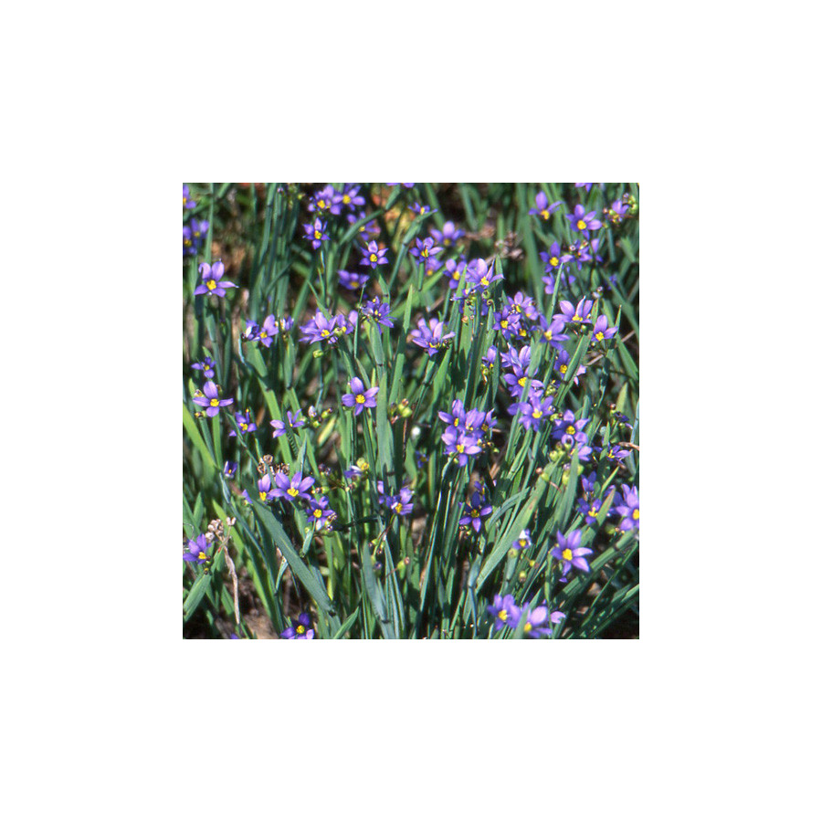 Plantes Vivaces SISYRINCHIUM idahoense - Bermudienne en vente - Herbe aux yeux bleus en vente - Pépinière Lepage .