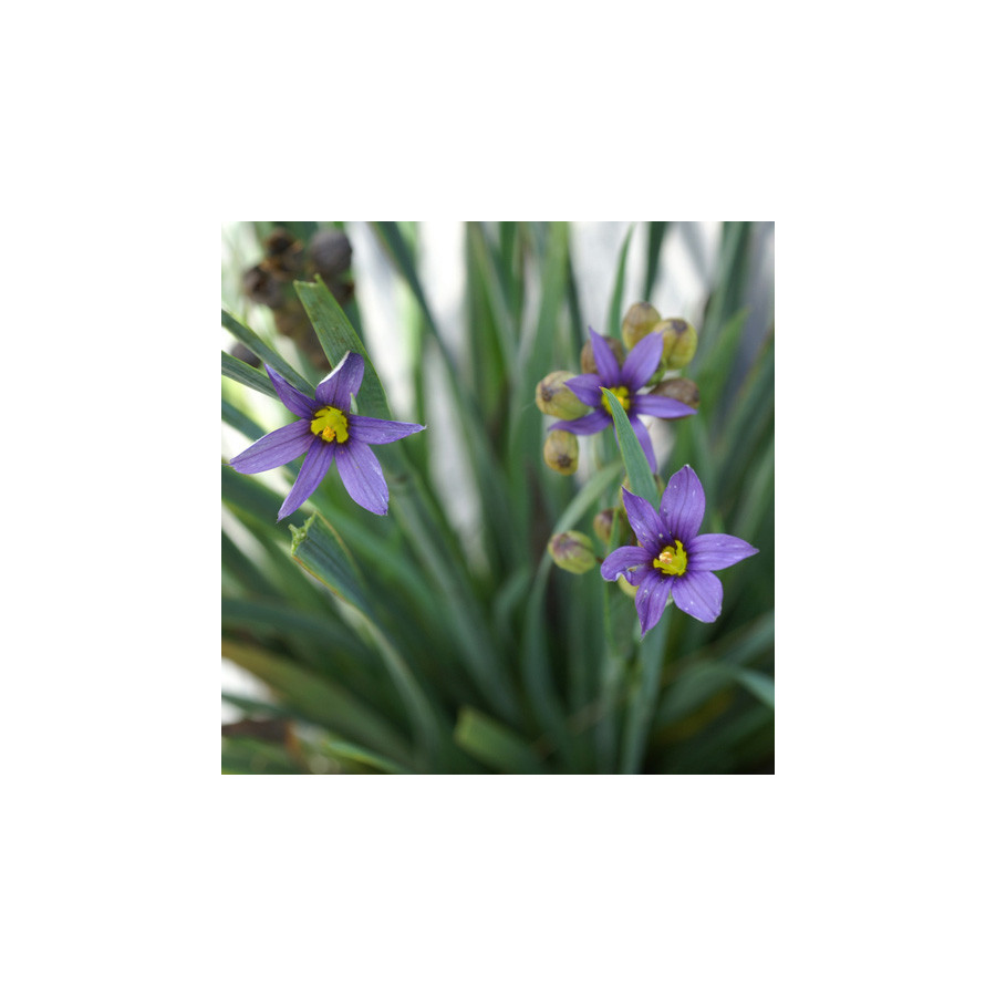 Plantes Vivaces SISYRINCHIUM idahoense - Bermudienne en vente - Herbe aux yeux bleus en vente - Pépinière Lepage .