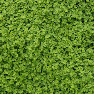 plantes-vivaces-soleirolia-soleirolii-helxine-en-vente-pepiniere-lepage-