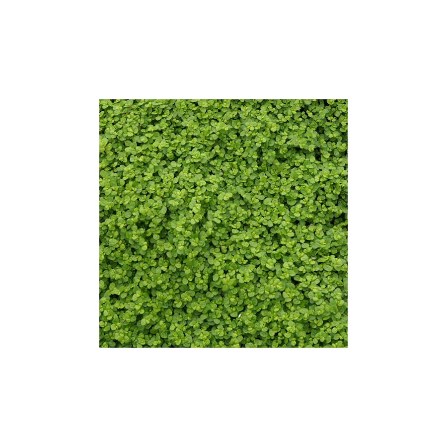 Plantes Vivaces SOLEIROLIA soleirolii - Helxine en vente - Pépinière Lepage .