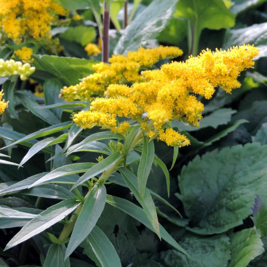 Plantes Vivaces SOLIDAGO 'Golden Dwarf' - Verge d'or en vente - Pépinière Lepage .