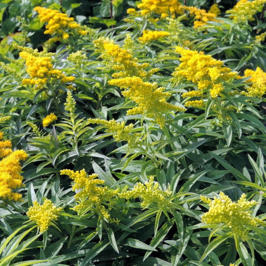 Plantes Vivaces SOLIDAGO 'Golden Dwarf' - Verge d'or en vente - Pépinière Lepage .