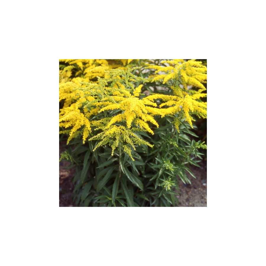 Plantes Vivaces SOLIDAGO 'Strahlenkrone' - Verge d'or en vente - Pépinière Lepage .