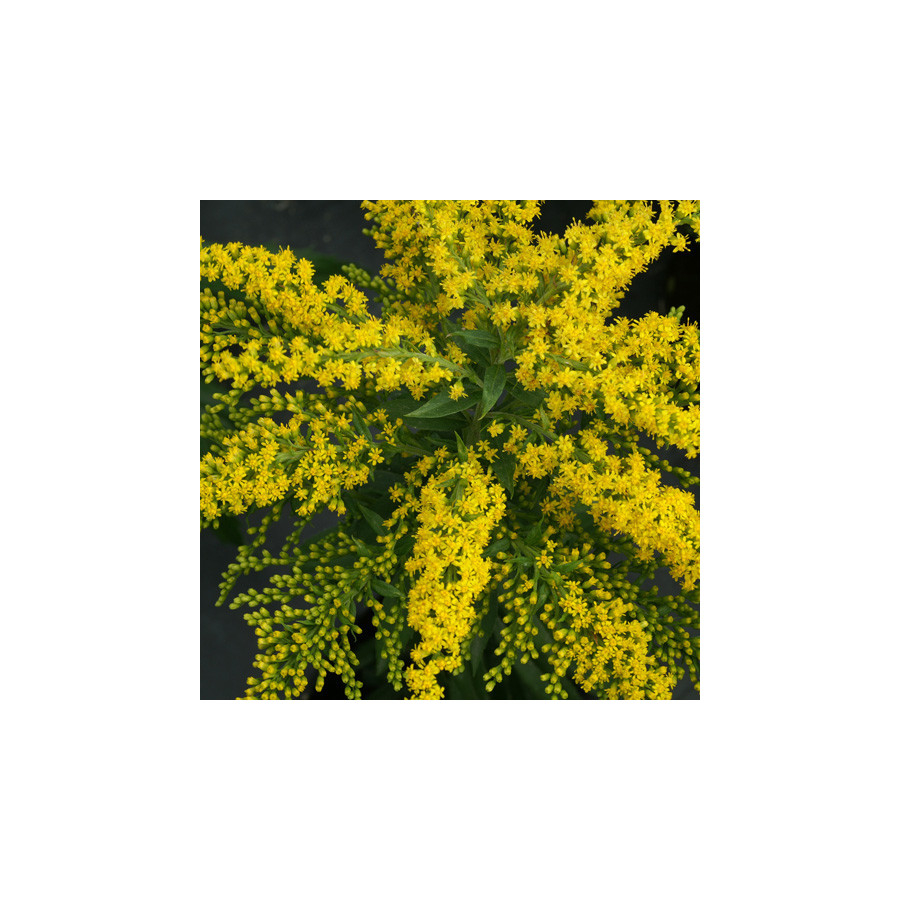 Plantes Vivaces SOLIDAGO 'Strahlenkrone' - Verge d'or en vente - Pépinière Lepage .