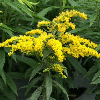 Plantes Vivaces SOLIDAGO 'Strahlenkrone' - Verge d'or en vente - Pépinière Lepage .