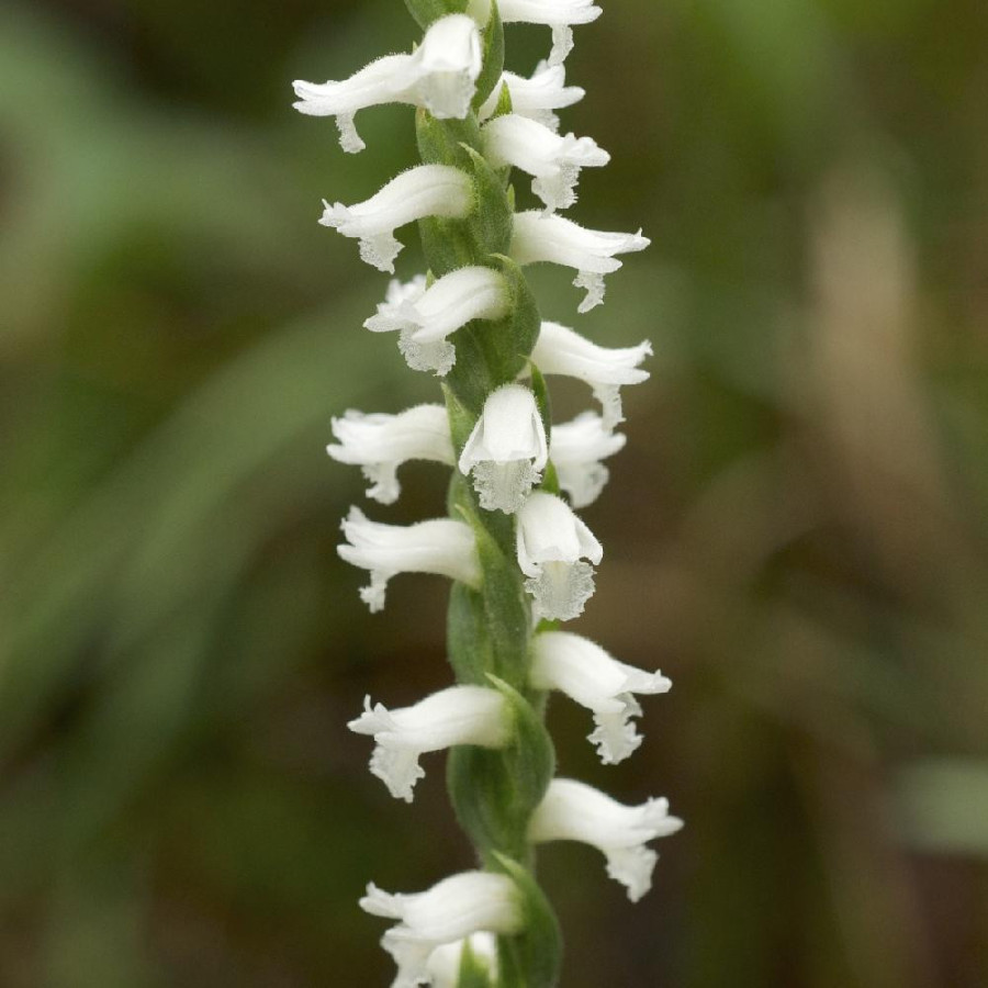 SPIRANTHES cernua 'Chadd's Ford'
