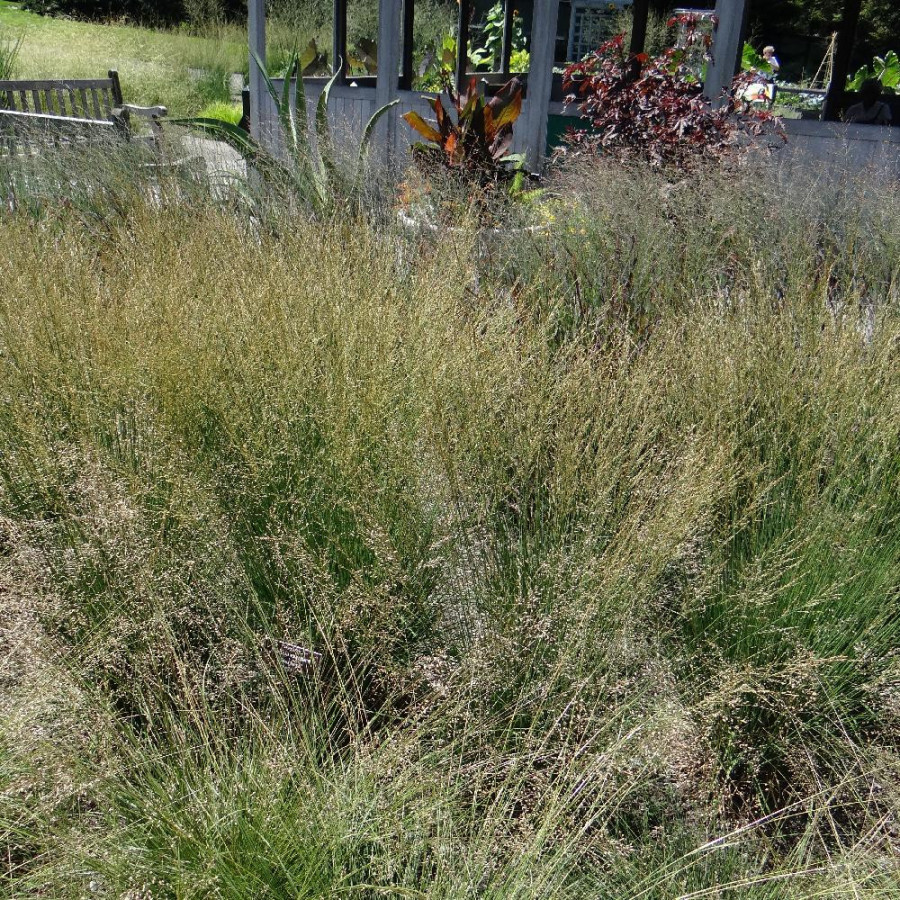 Plantes Vivaces SPOROBOLUS heterolepis - Sporobole à glumes inégales en vente - Pépinière Lepage .