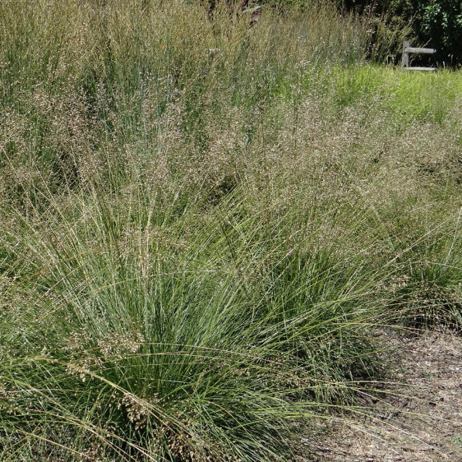 Plantes Vivaces SPOROBOLUS heterolepis - Sporobole à glumes inégales en vente - Pépinière Lepage .